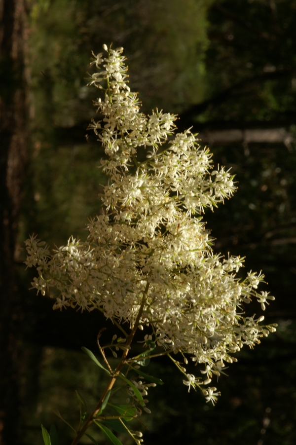 Bursaria spinosa
